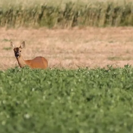 Evasion Detente Lejlighed Heiltz-le-Hutier